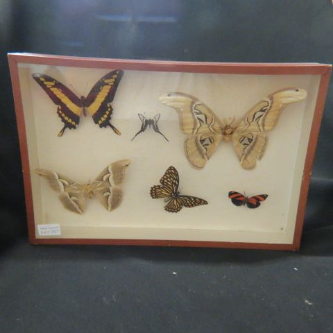 Appraisal: Butterfly Specimen Collection different in case