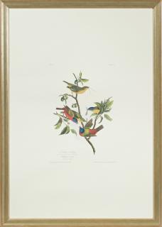 Appraisal: John James Audubon - Painted Bunting No Plate Amsterdam edition