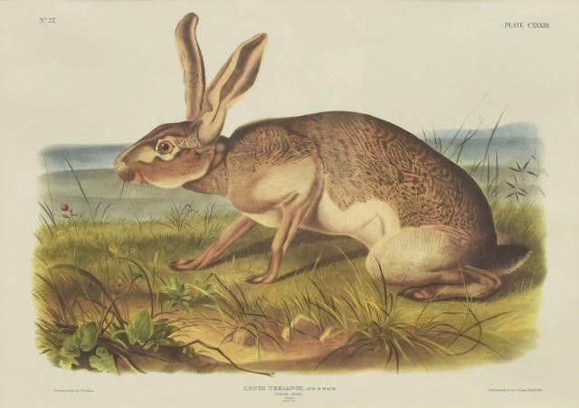 Appraisal: Framed offset lithograph print on paper Lepus Texlanus Texian Hare