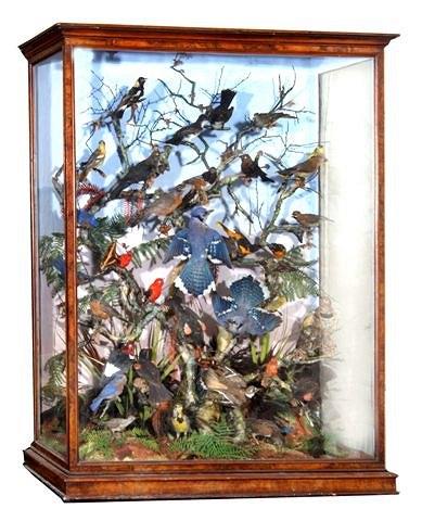 Appraisal: A CASED GROUP OF TROPICAL BIRDS mounted in a naturalistic