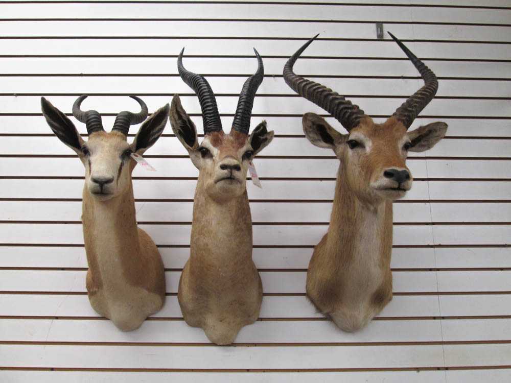 Appraisal: THREE AFRICAN ANTELOPE TAXIDERMY MOUNTS Grant's Gazelle from Kenya Red