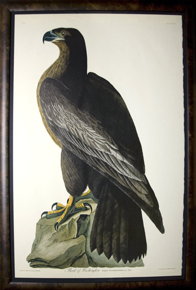 Appraisal: After John James Audubon BIRD OF WASHINGTON Color reproduction from