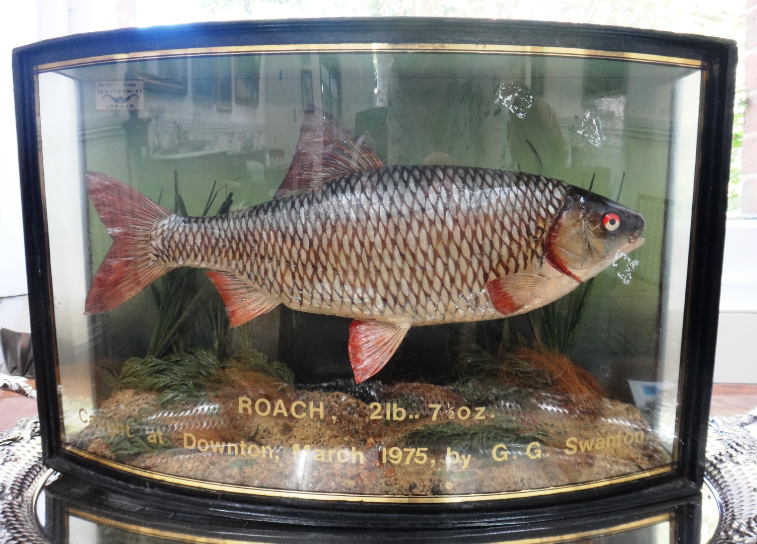 Appraisal: Angling Interest - a Roach lb oz caught at Downton