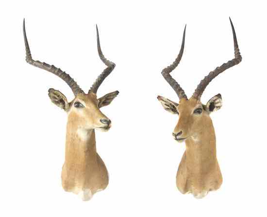 Appraisal: Two Taxidermy Impala Shoulder Mounts Height of taller inches