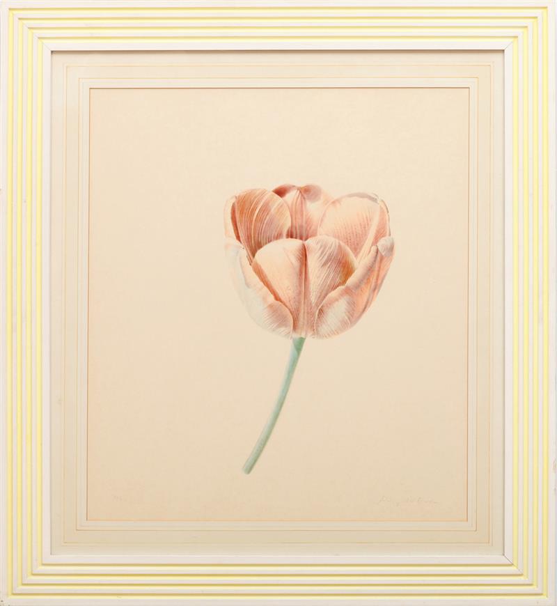 Appraisal: TH CENTURY SCHOOL TULIPS Eight photomechanical reproductions on paper indistinctly