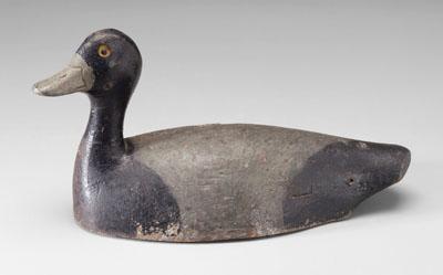 Appraisal: Blue bill drake decoy head slightly turned brass tack eyes