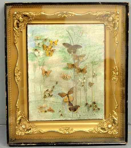 Appraisal: Butterflies mounted in a gilt frame and encased in an