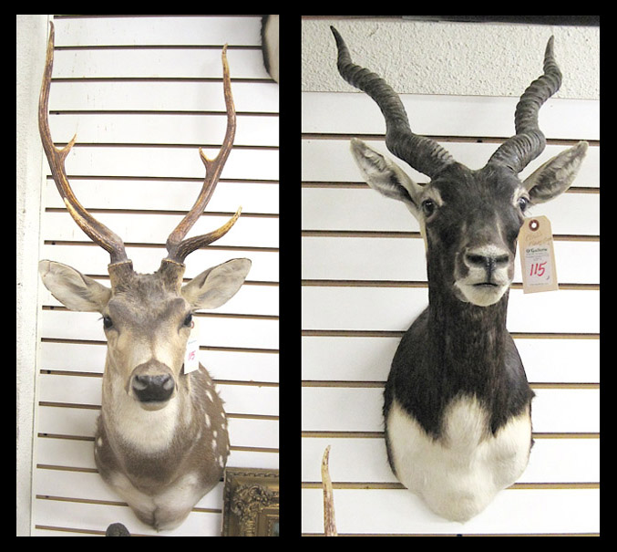 Appraisal: TWO TROPHY HEAD MOUNTS India Axis Deer aka Chital Deer