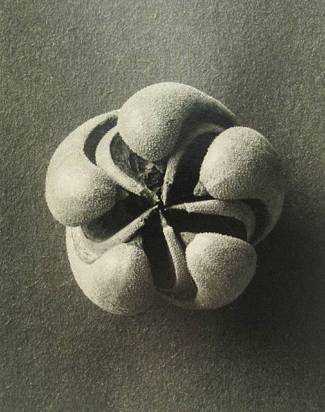 Appraisal: Karl Blossfeldt German - Plant Form c - Gelatin silver