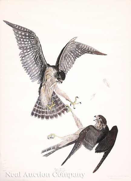 Appraisal: Carroll Tyson American - Pigeon Hawks American Swift Great Black