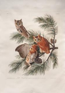 Appraisal: after John James Audubon Little Screech Owlhand-colored engraving sheet size