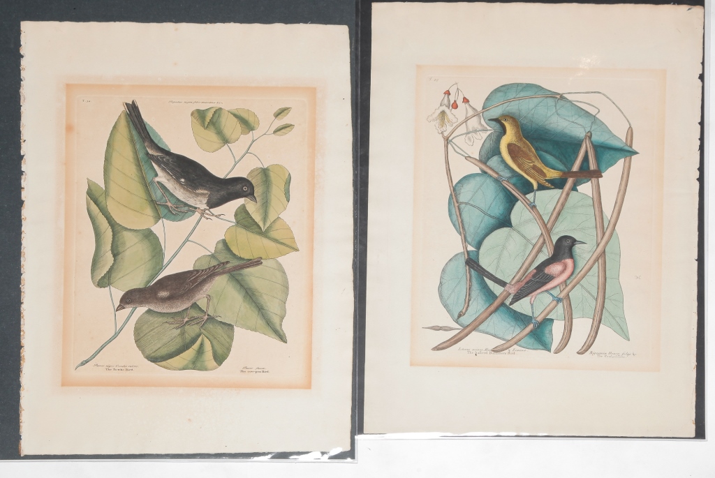 Appraisal: TWO PRINTS MARK CATESBY England - Hand colored engravings on