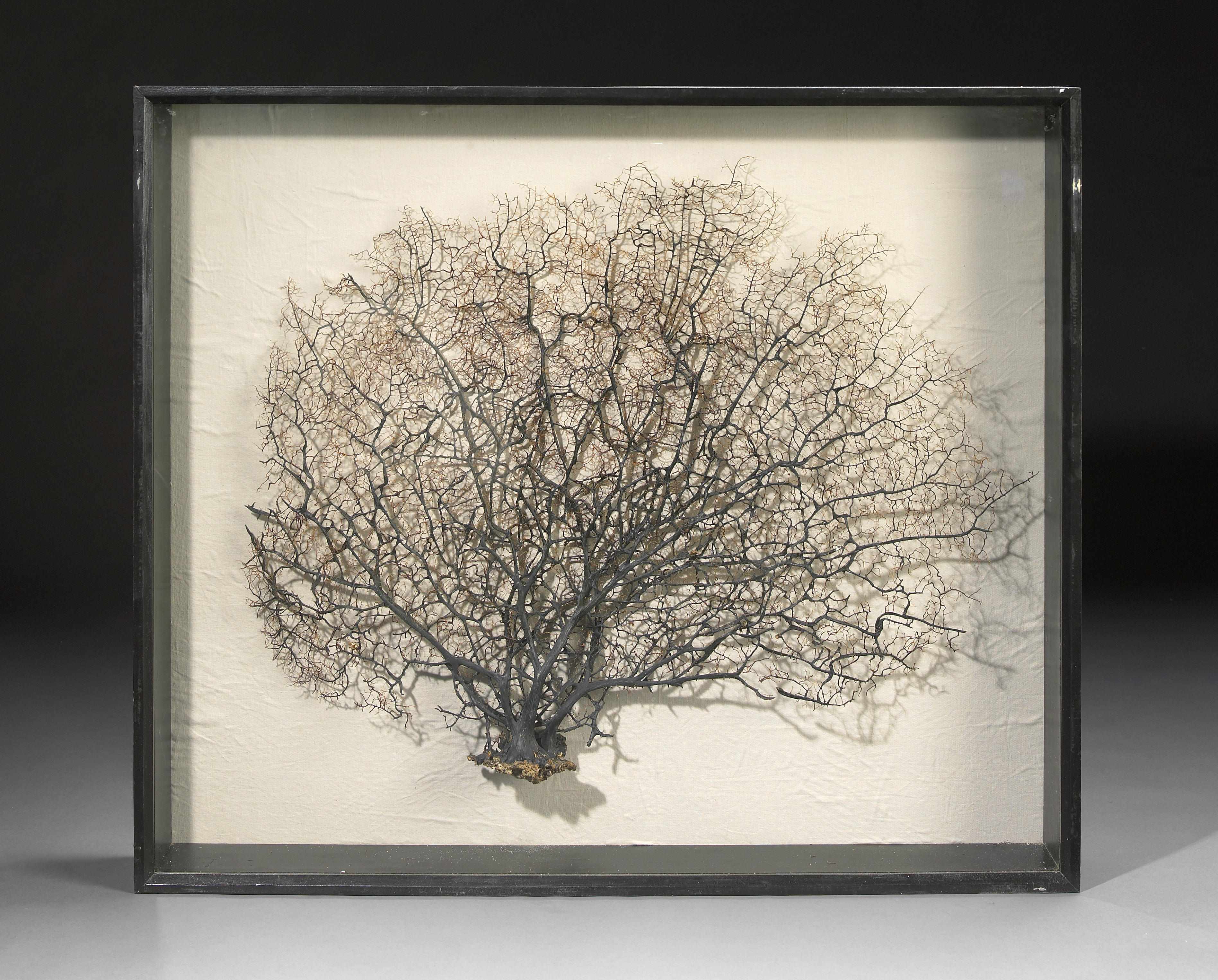 Appraisal: Framed Sea Fan GorgonaceaPhilippinesSea fans also known as gorgonians are