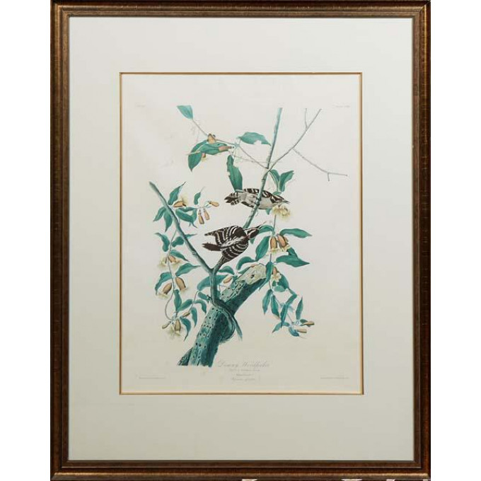 Appraisal: John James Audubon American - Downy Woodpecker th c Plate