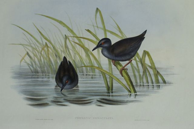 Appraisal: Spotless Gallinule Porzana Immaculata