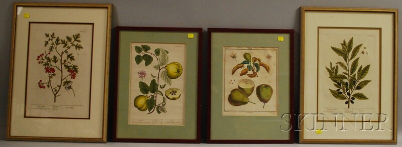 Appraisal: European School th Century Four Botanical Prints After Elizabeth Blackwell