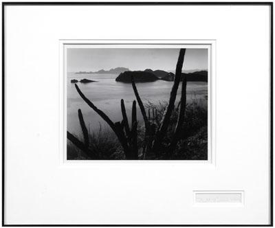 Appraisal: Brett Weston Baja photograph silver print of cacti at bayside