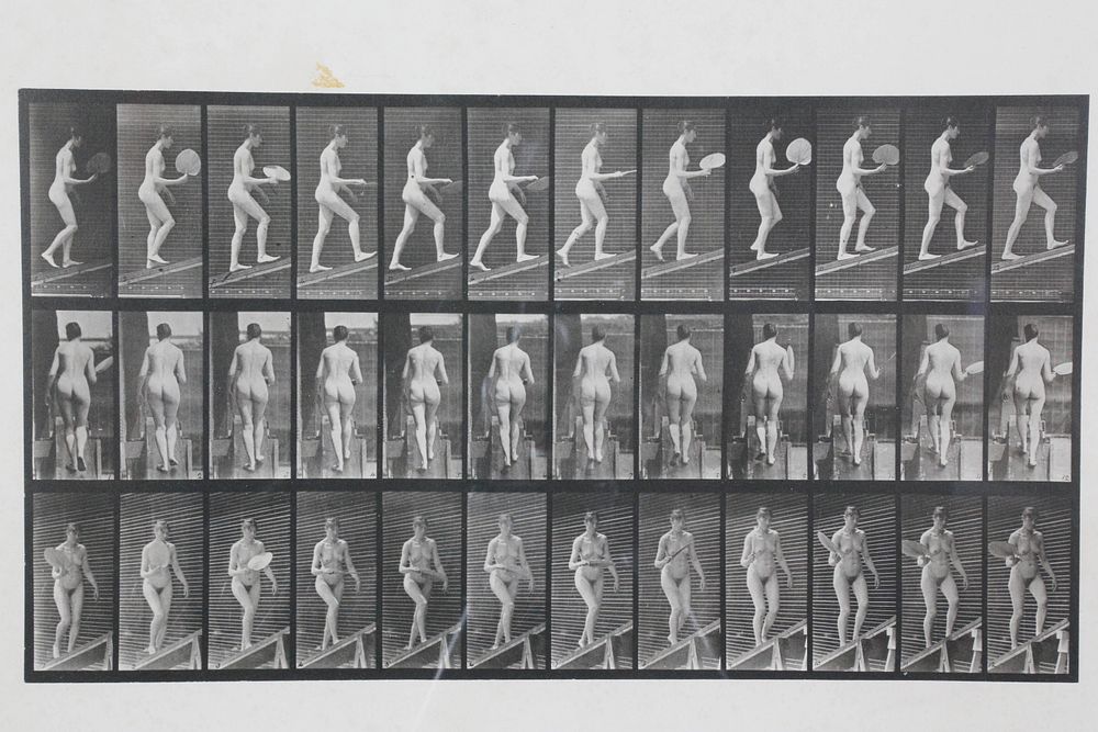 Appraisal: Eadweard Muybridge Animal Locomotion Plate Copyright Eadweard Muybridge English -