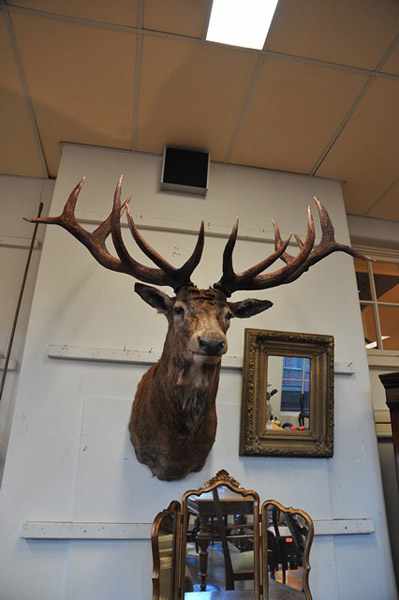 Appraisal: A LARGE SHOULDER MOUNTED TAXIDERMIED RED DEER