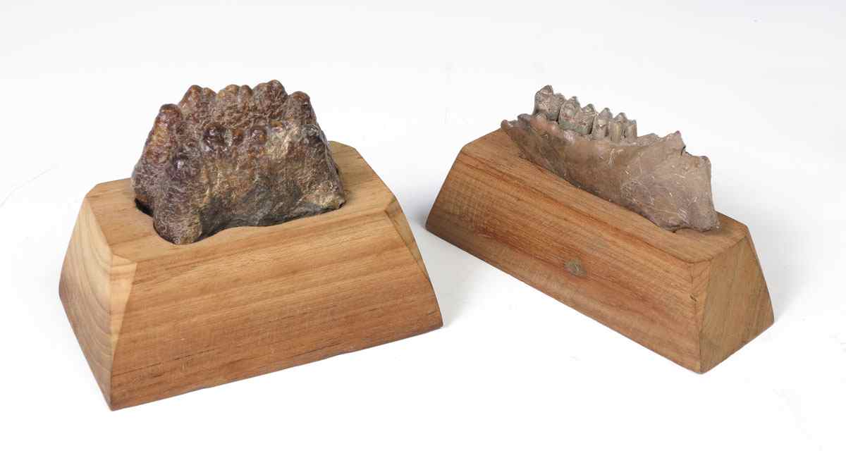 Appraisal: PIECE FOSSIL MASTODON TOOTH AND JAW To include Mastodon tooth