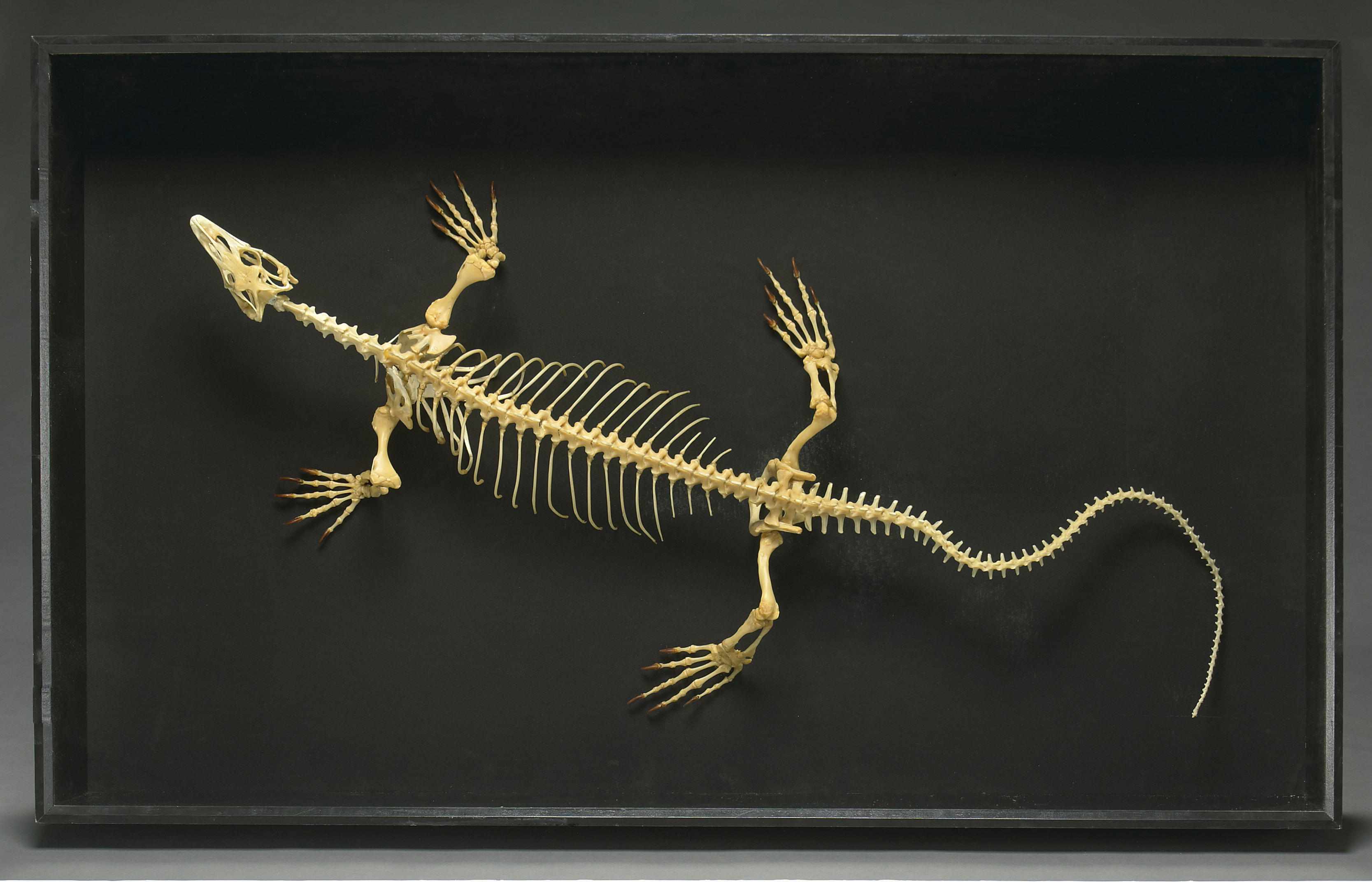 Appraisal: Monitor Lizard Skeleton Large Monitor Lizard SkeletonVaranus salvatorJava IndonesiaThe water