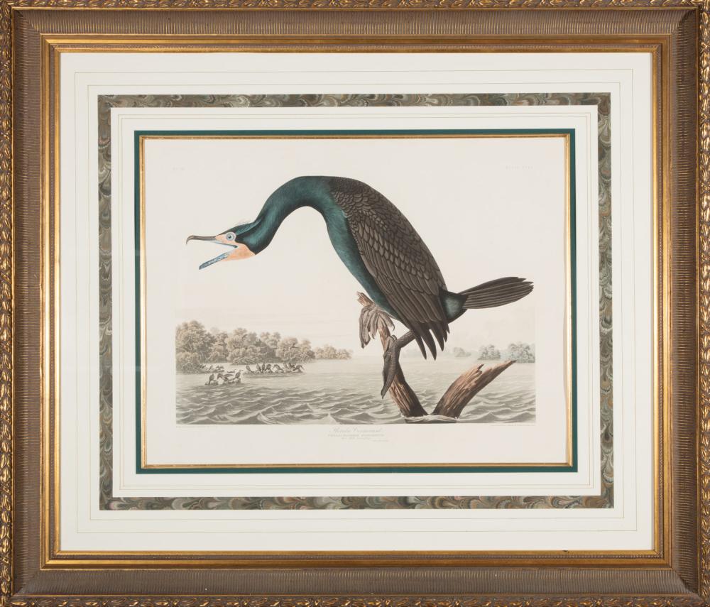 Appraisal: John James Audubon American - Florida Cormorant Plate CCLII hand-colored