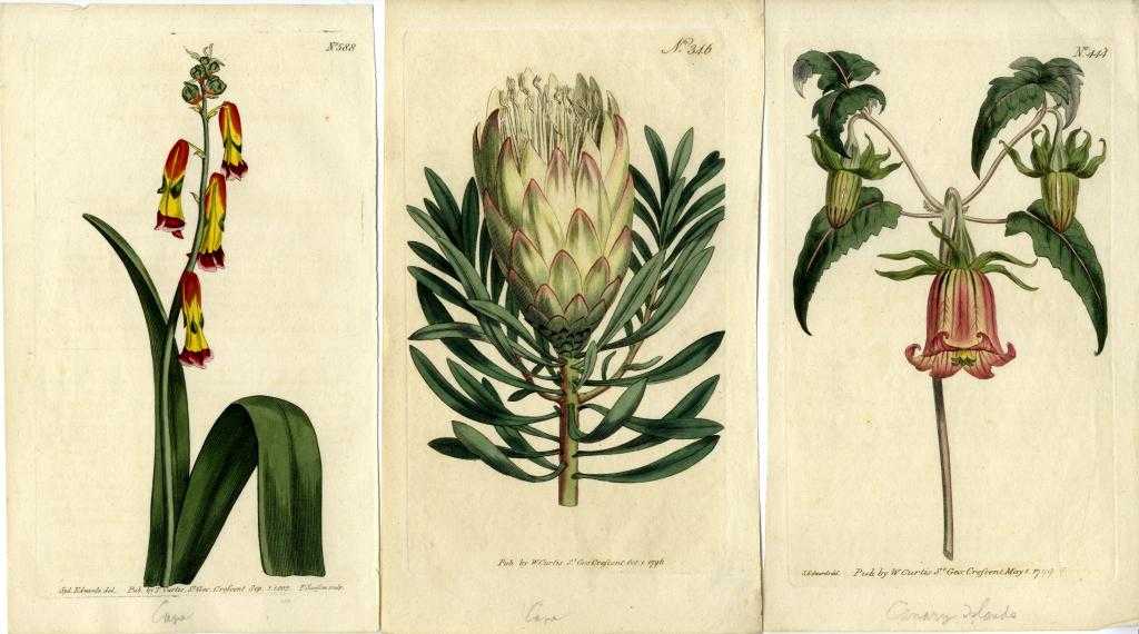 Appraisal: BOTANY SIXTY-SEVEN ENGRAVED PLATES FROM CURTIS'S BOTANICAL MAGAZINE mainly after