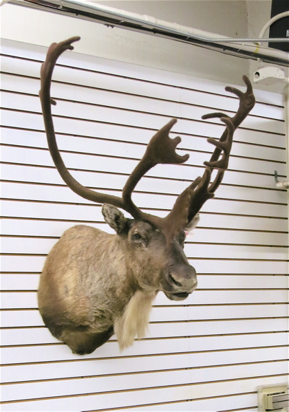 Appraisal: CARIBOU TAXIDERMY MOUNT a head and shoulder mount with horns