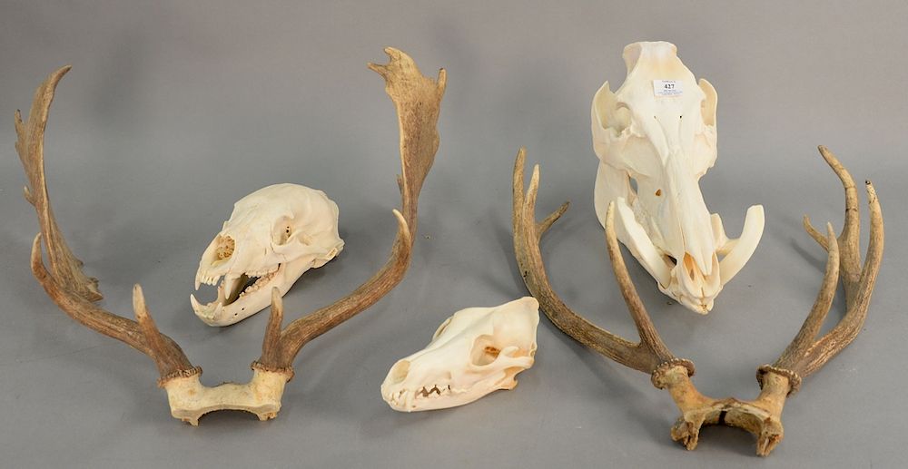 Appraisal: Group of assorted items to include a bear skull boar