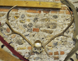 Appraisal: A set of red deer antlers on shield