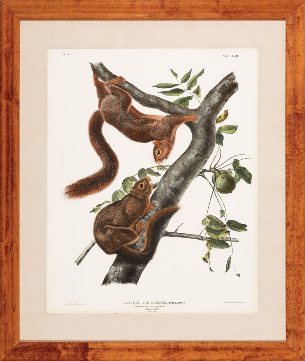 Appraisal: John James Audubon American - Orange-Bellied Squirrel Plate hand-colored lithograph