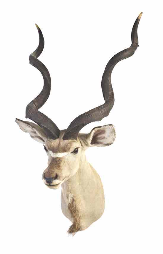 Appraisal: A Taxidermy Greater Kudu Shoulder Mount Height inches