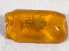 Appraisal: An amber lozenge with an insect inside