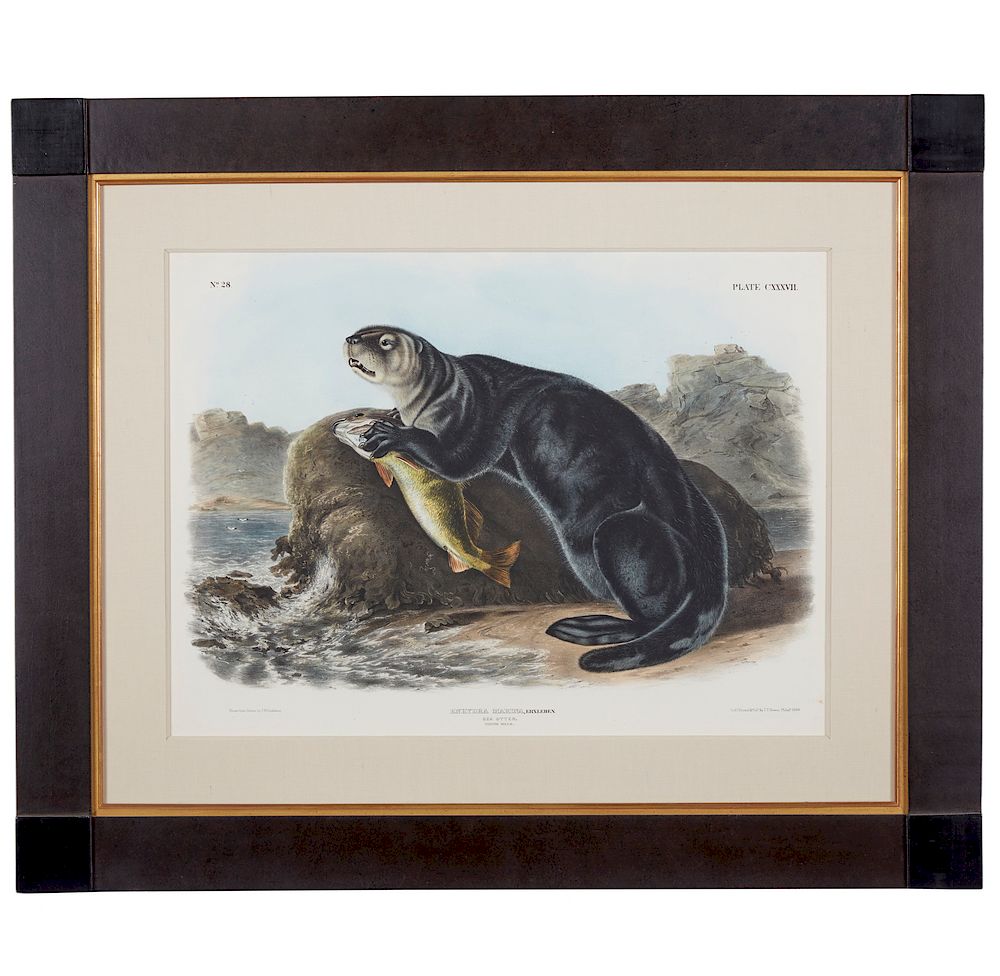 Appraisal: Audubon Enhydra Marina Framed J W Audubon lithograph with lithographed