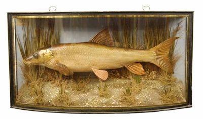 Appraisal: A fish trophy in a bowfront glazed case mounted in