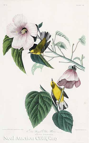 Appraisal: After John James Audubon American - Blue Winged Yellow Warbler