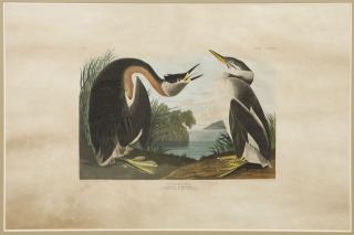 Appraisal: John James Audubon - Red-Necked Grebe No Plate early th