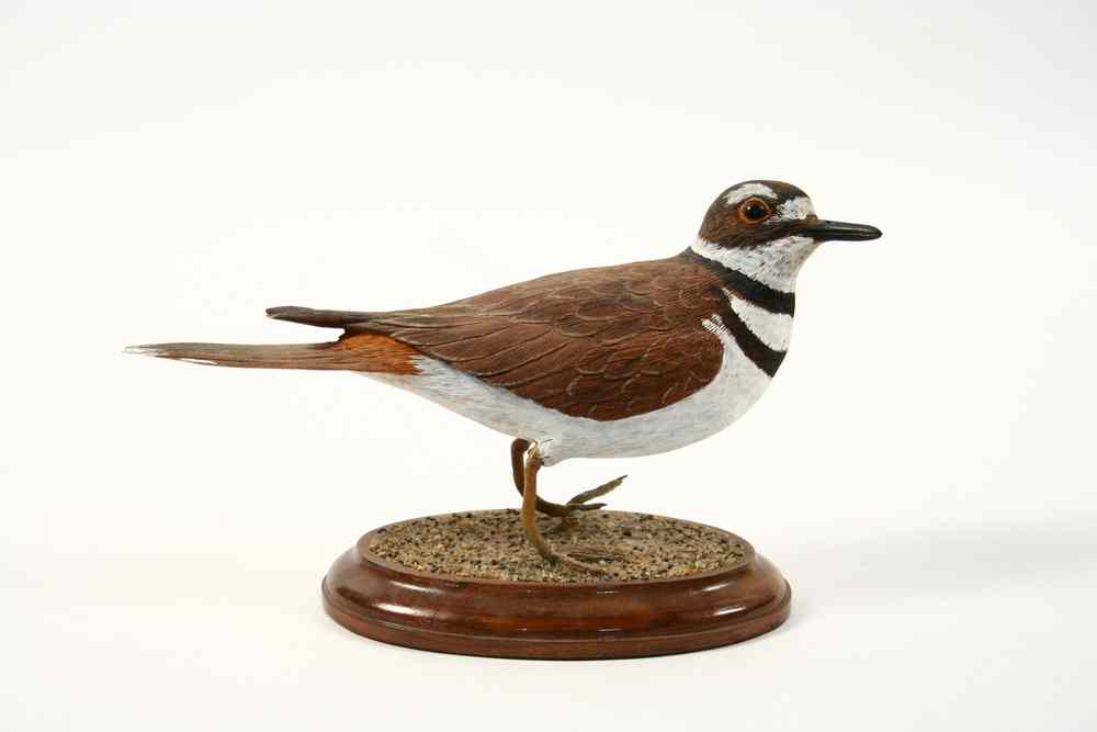 Appraisal: BIRD CARVING - Hand carved and painted Killdeer by James