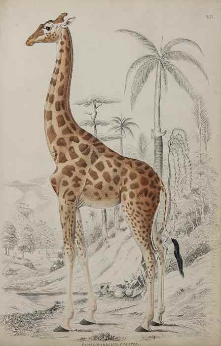 Appraisal: Macgillivray William The Edinburgh of Natural History woodcuts engraved plates