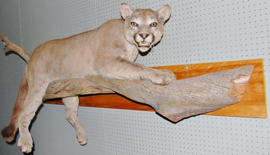 Appraisal: A mountain lion taxidermy mount full body displayed on limb