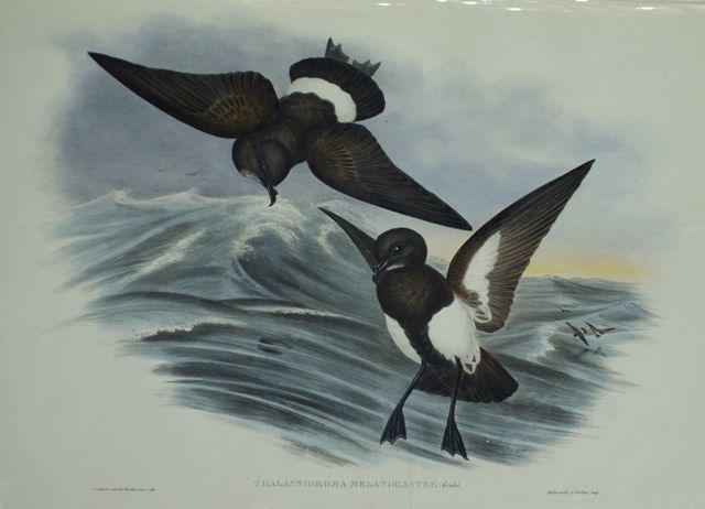 Appraisal: Black-bellied Storm Petrel Thalassidroma Melanogaster