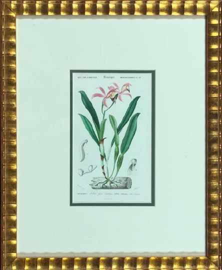 Appraisal: French School Mid- th Century Botanicals suite of eight hand-colored