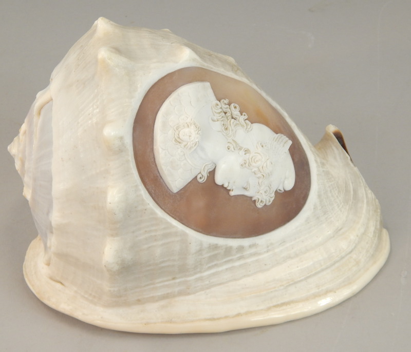 Appraisal: A shell carved with a cameo of a Greek god