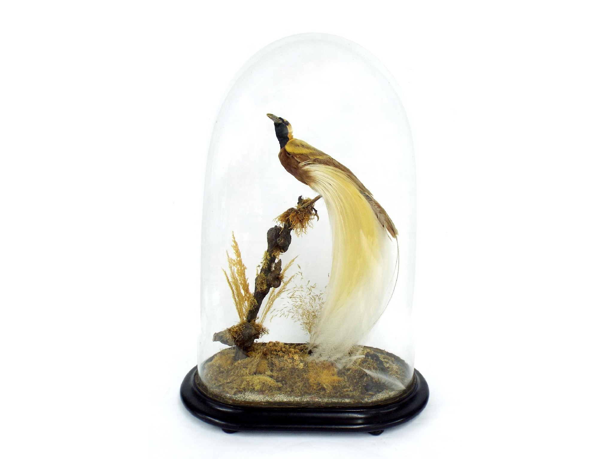 Appraisal: Taxidermy - impressive th century lesser bird of paradise perched