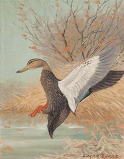 Appraisal: Edgar Burke Flaring Black Duck c signed Edgar Burke lower