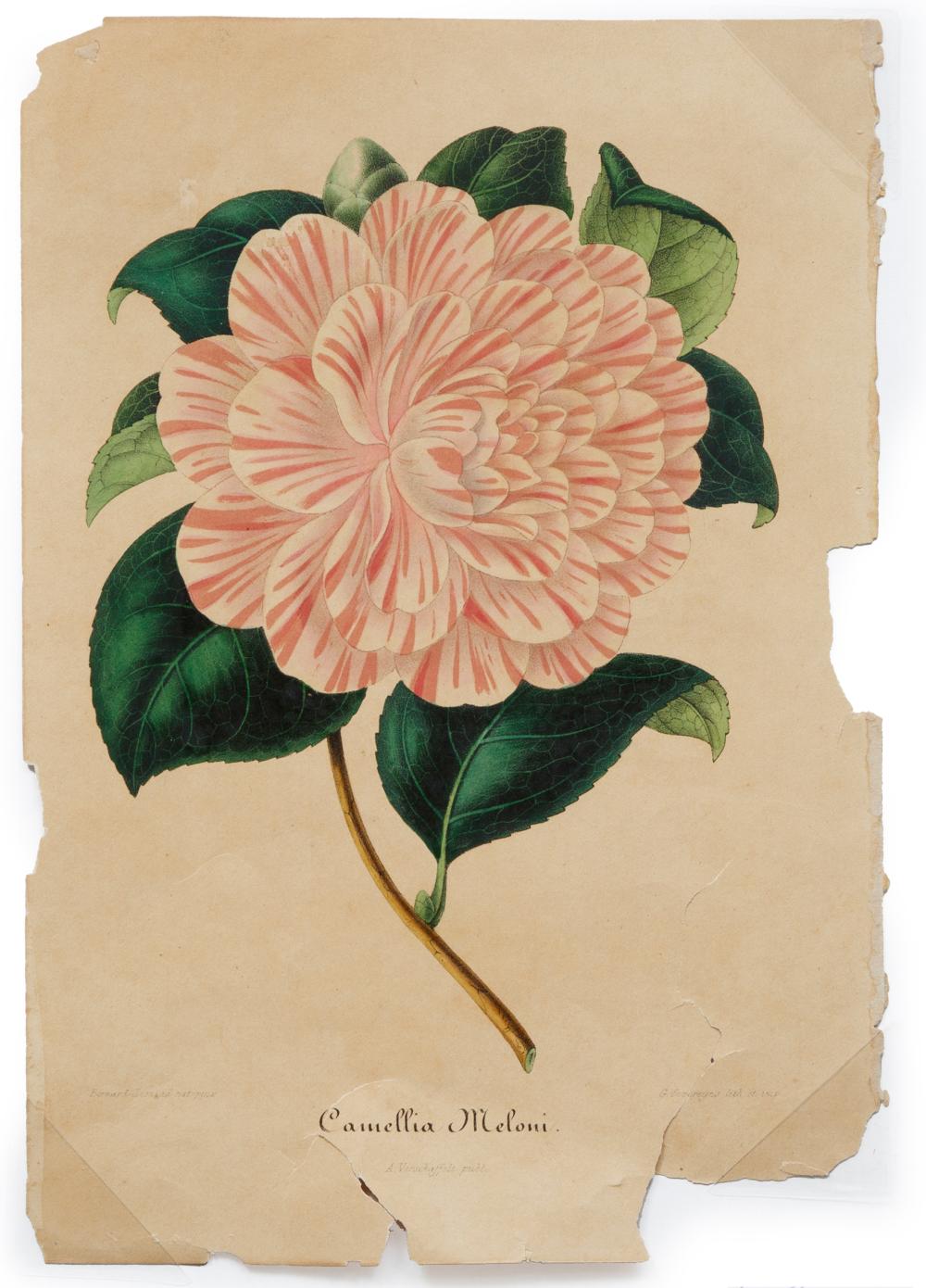 Appraisal: Botanical Print th c Camellia Meloni hand-colored lithograph from Nouvelle