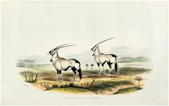 Appraisal: HARRIS Sir William Cornwallis Portraits of Game and Wild Animals