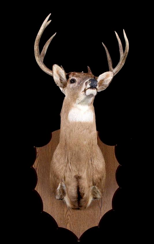 Appraisal: Montana Whitetail Deer Shoulder Mount Included for your consideration in