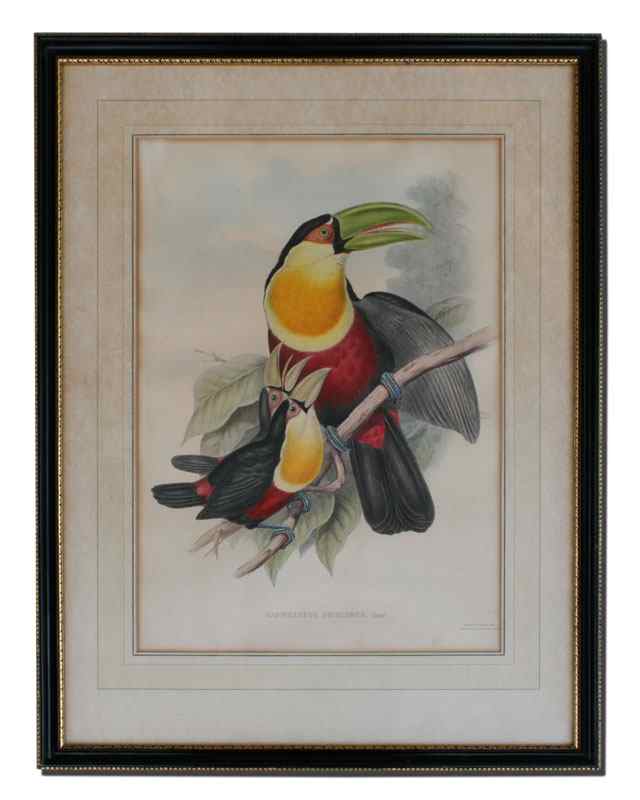 Appraisal: RAMPHASTOS DICOLORUS GOULD AND RICHTER TOUCAN TH C HAND COLORED