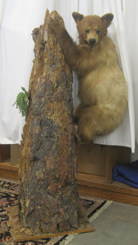 Appraisal: BROWN BEAR CUB TAXIDERMY MOUNT the full mount bearing cub